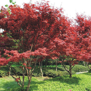 Red Maple Tree Landscaping Foliage Plant Diameter 12-15cm Base Wholesale Shaped Tree Red Maple Tree