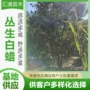 丛生园林工程景观树苗