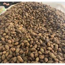 新采小叶揽仁树种子细叶榄仁、非洲榄仁、雨伞树种子绿化树种