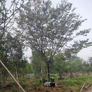 红榉树15公分白榉树20公分粗榉树树苗榉树50公分粗行道榉树小苗