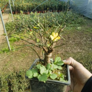 ����ӭ���辰 ΢��ӭ����С�~�S������ �����辰�������� ���]