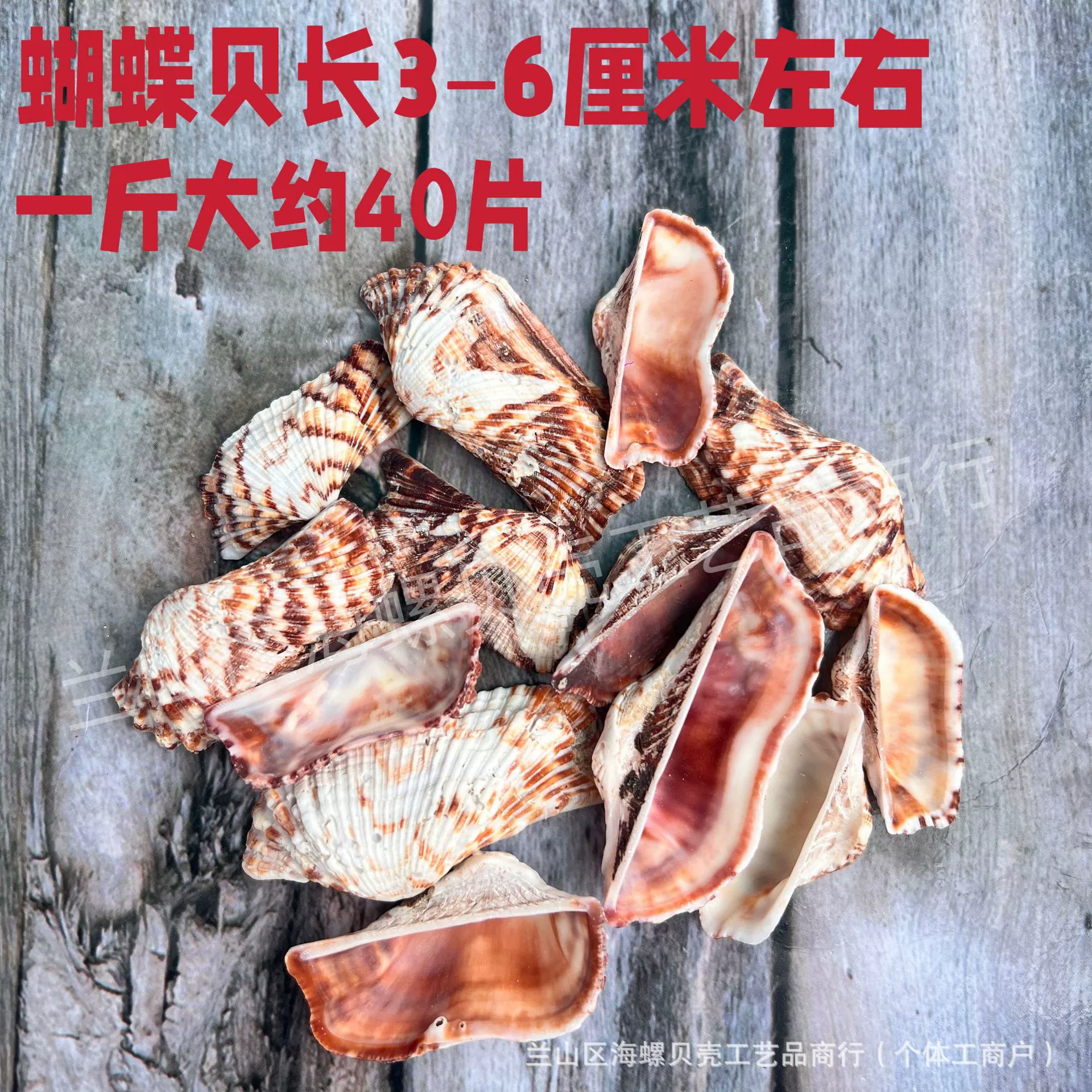 Shell Natural Shell Conch Stars Drifting Bottle Shell Crafts Wholesale Diy Handmade Shell Materials