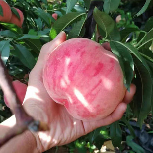 ˮ���Ҙ��������ɽˮ���Ҙ�޽�����Pˮ��������Ҙ�������