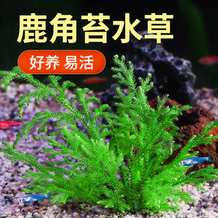 ����ˮ��¹���\�~��ˮ��ֲ���쾰���ˮ��Gֲ���ˮ��ˮ��ǰ����