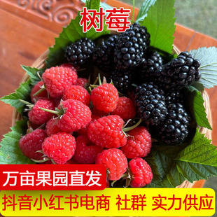 ��S���\��Ϙ�ݮ��ݮ�r���t��ݮ���������rˮ������һ�����l