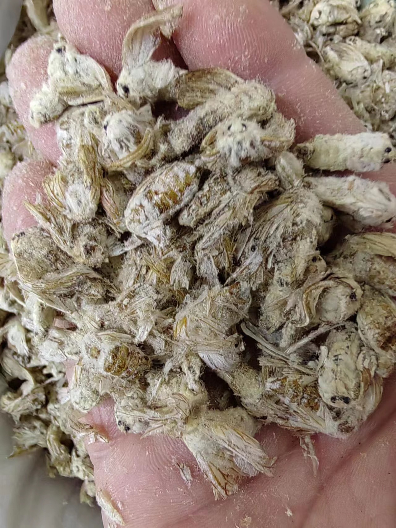 Male Silkworm Moth (Bombyx mori) — Dried TCM Herb, Food-Grade, 500g key features