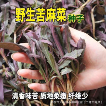 野生苦麻菜种子曲曲芽菜种子 野生红曲麻菜东北野菜一年种植多年