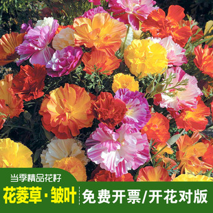 ��߅����ݷN�����������������˻����̨���Ի��������^���