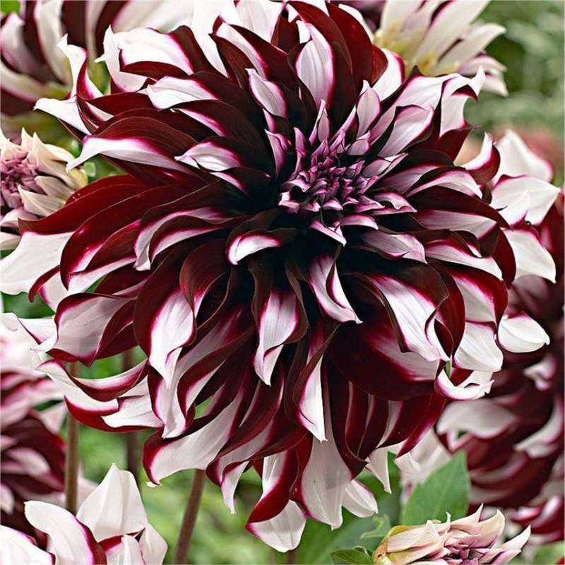 Dahlia və Begoniya Soğanaqları, Çoxillik Bağ Çiçəkləri