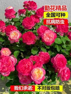 �����ļ�õ�廨���ش󻨝����¼����ٻ��Nޱ�����_�����Ȅe�����l