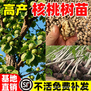 ���Ҙ��籡Ƥ�ش�Ƥ���Ҙ��m��Ʒ�N���ϱ����ļ��Nֲ����Y����