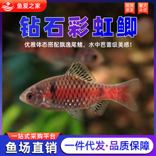 �ʯ�ʺ��a�~ĸ�~��͜���ˮ�ͺ���ˮ���B�ͻ��wȺ��ԭ���^�p�~��