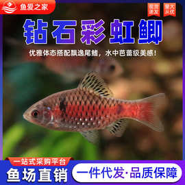 钻石彩虹鲫鱼母鱼苗低温冷水耐寒淡水好养耐活体群游原生观赏鱼苗
