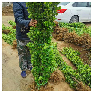 �G�h�����������S�� ͥԺ�G������ ������ 1.5��1.8���ļ�����