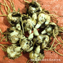 ��ˮ�ٺϰٺϷN�� �ٺϷN���������ֲ�����ԾGֲ��ѿ�r�л��N��