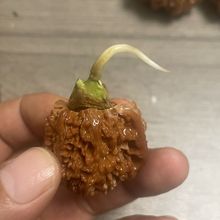 秦岭野生文玩核桃小众麻核桃原生芽盆栽玛瑙儿童缅甸