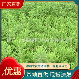 Base Buddha Grass Direct Sales Buddha Grass Roof Greening Landscape Plants Lawn Buddha Grass Cooling and Insulation