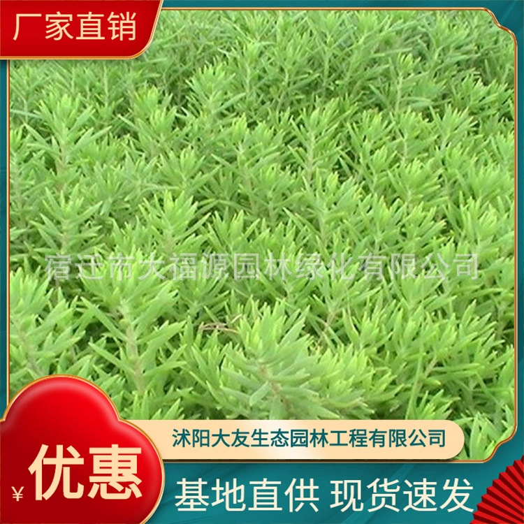 База туман прямые продажи туман озеленение крыши Ландшафтные растения газон туман охлаждающая изоляция