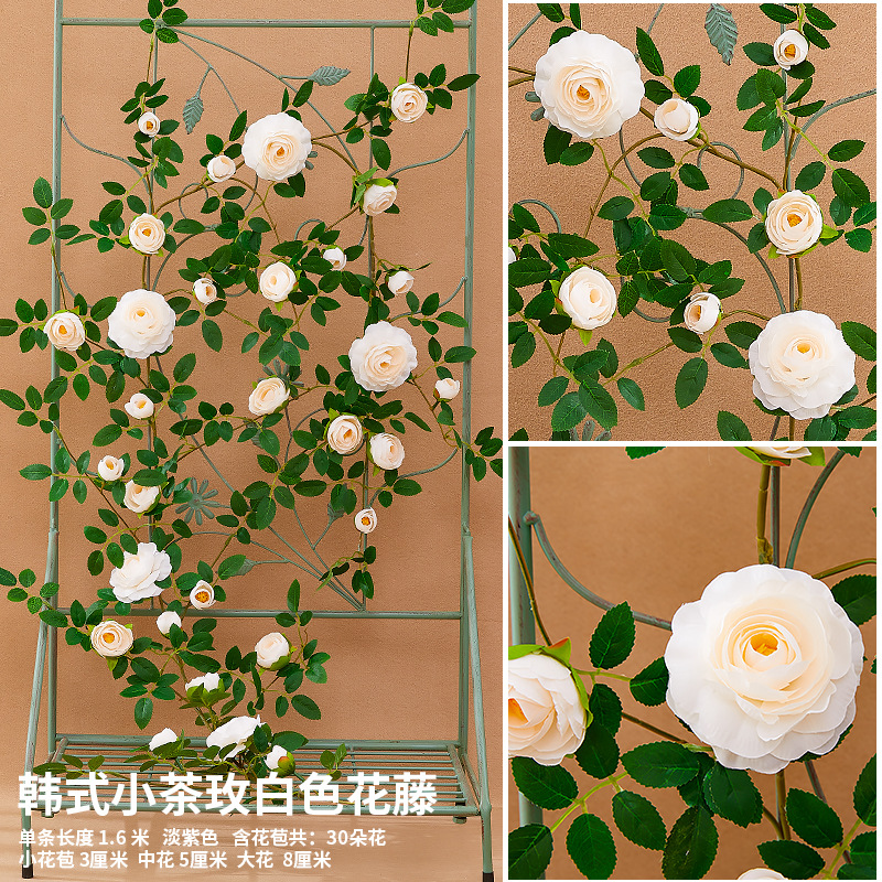 흰색 한국 차 장미 꽃 덩굴 1.75 미터