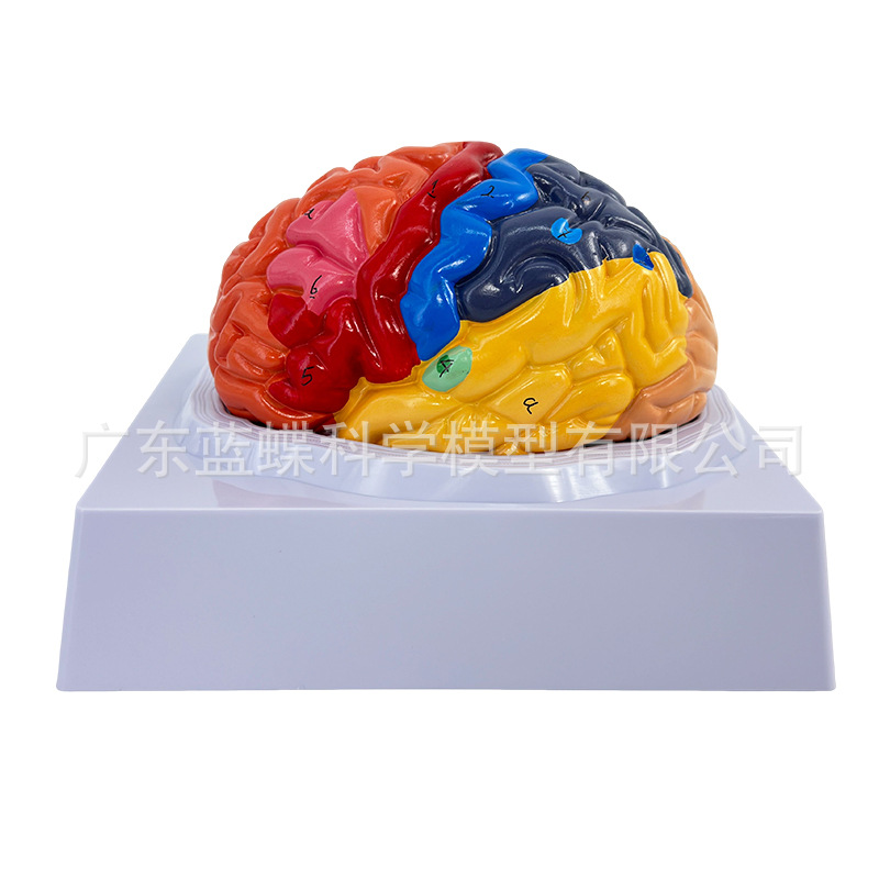 ��ѧ������ģ���Է������ܷ�����Ƥ�ʱ걾��ɫ��ģ�ʹ���Ƥ��̾�