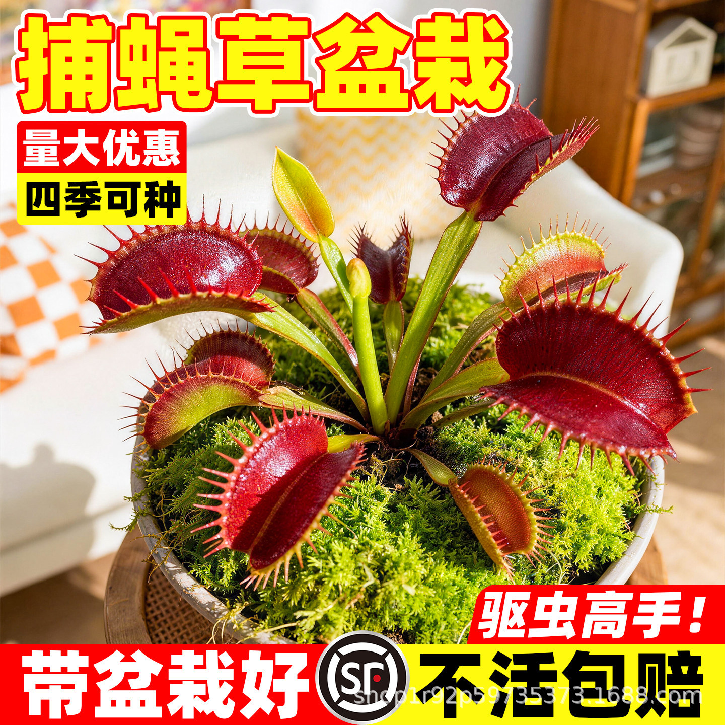 捕蝇草盆栽大嘴猪笼草苗驱蚊超大绿植物食人虫草幼儿园好养活花卉