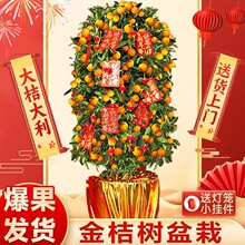 ��ۘ����Ԏ�����ۿ�ʳ�����Ә����ļ�����Gֲ���҃ȿ͏d������