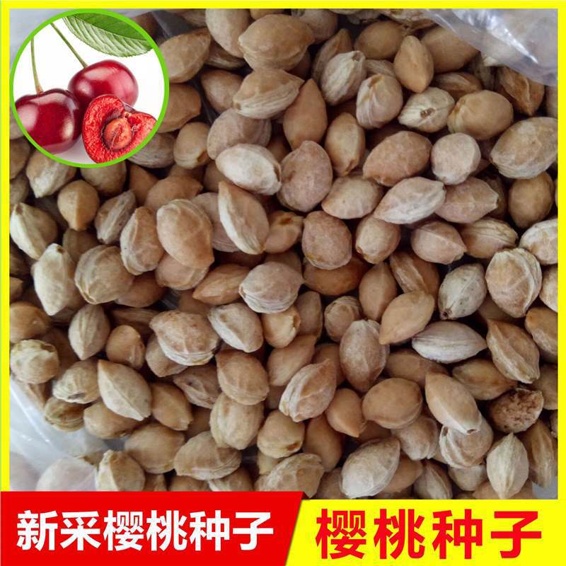 正宗大青叶樱桃种子野樱桃种子山樱桃山种子果树种子嫁接砧木