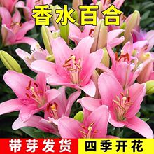 进口香水百合种球带芽冻不死四季开花室内外阳台多头百合耐寒好养