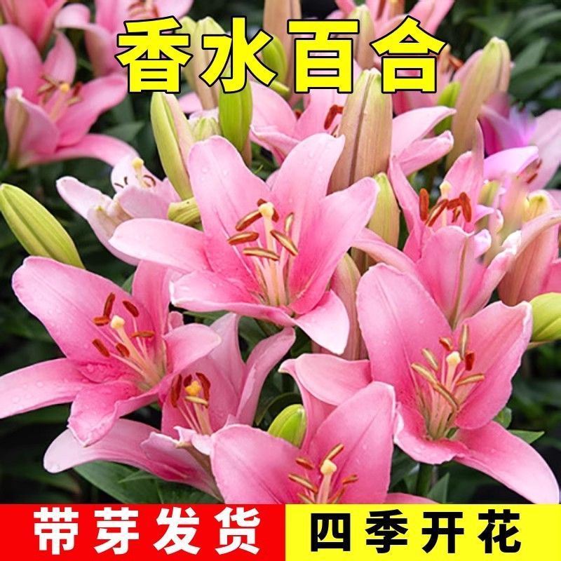 进口香水百合种球带芽冻不死四季开花室内外阳台多头百合耐寒好养