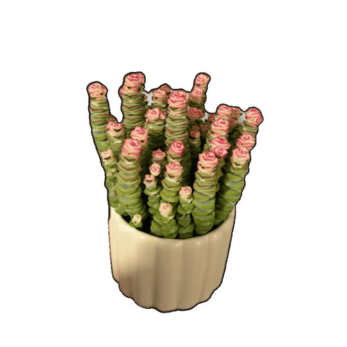 Money-string desktop mini succulent plant for office, balcony, or indoor spaces—easy-to-care-for greenery, perfect for lazy gardeners, wholesale available for international trade