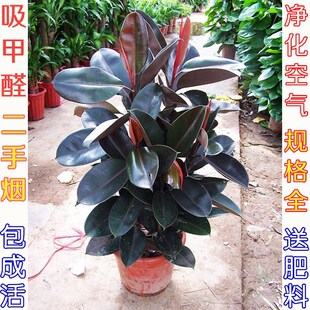 ��Ƥ��ڽ������Ի�����͏d�҃ȾG�~���~�ļ�������ֲ������՚�