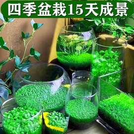 生态玻璃鱼缸小型乌龟缸水草种子籽植物真草造景桌面客厅家用装饰