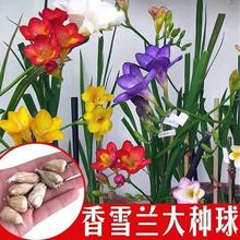 ����ѩ�m�N�򡿻�ɫ��ѩ�m��ˮ�ٺ���피t�ؼt���N��������N��