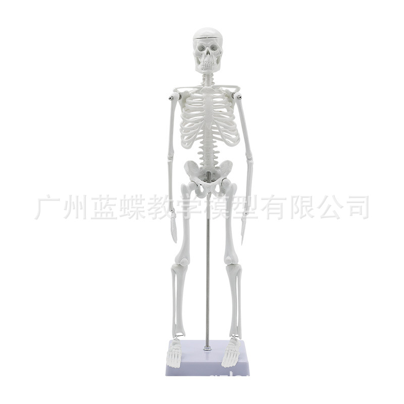 45cm esqueleto humano estructura modelo cuerpo entero esqueleto humano modelo adulto esqueleto blanco enseñanza modelo columna vertebral