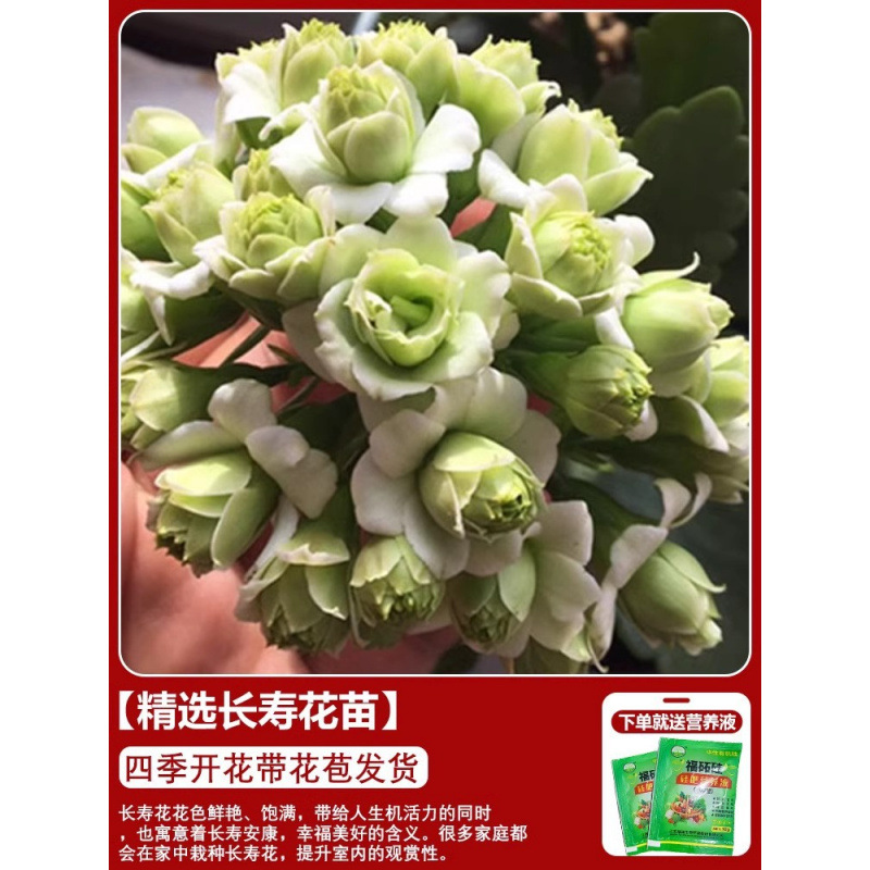 Flores de larga vida en maceta de doble pétalo, zorro dorado, gran flor con brotes de flores y plántulas, flores de interior en todas las estaciones, fáciles de cultivar.