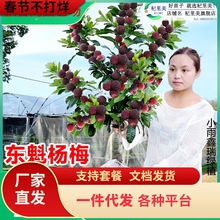 һ�����l��|����÷����玧���Ϸ��޽��ɾ�ˮ��������������̿