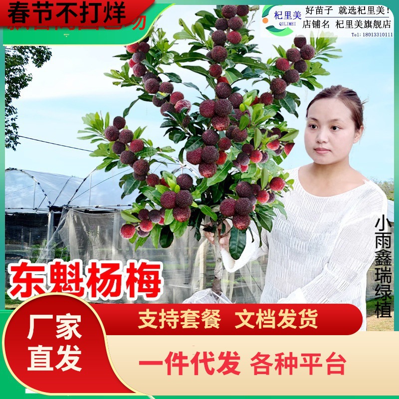 一件代发大东魁杨梅树树苗带土南方嫁接仙居水晶果树果苗早熟黑炭