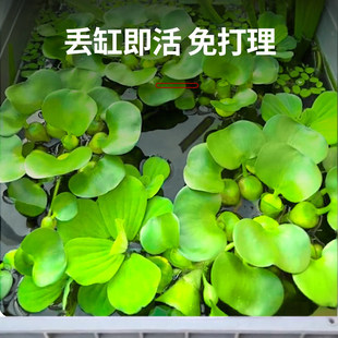 ��Ƽˮ��ֲ������~�������쾰ˮ����������ˮ�|�~���B�~ˮ���J