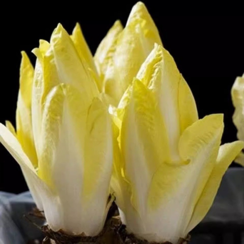 Siembra de lechuga de cuatro estaciones, semillas de lechuga de primavera y verano, semillas de lechuga de crema orgánica, semillas de lechuga de balcón