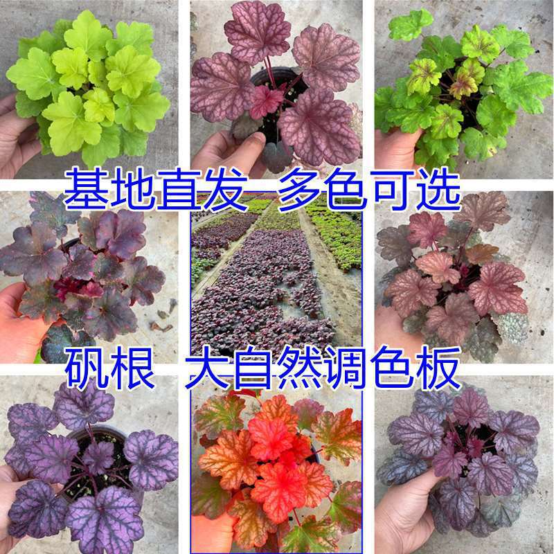 矾根植物盆栽中苗组合套餐耐寒阳台花园庭院室内四季观叶花卉