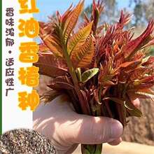 �ļ������t���㴻�N���ϼt���}���㳴���lѿ�ʸ�ʳ�ò��ѷN��