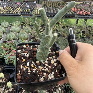 ���������� Adenia globosa ����ɏ�ƉK���Gֲ���Զ���