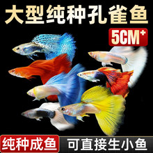 孔雀鱼活鱼苗观赏鱼热带小型鱼活体鱼淡水好养耐活精品纯种凤尾鱼