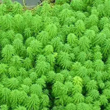 水生植物 狐尾藻 浮水植物 沉水植物 河道水体绿化 养殖绿化