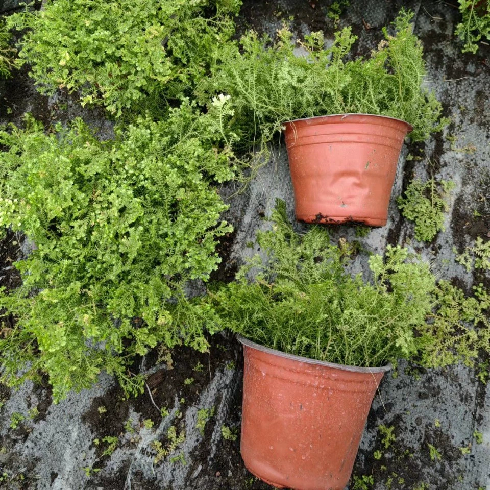 Cuiyun трава любитель трава рассада растения ландшафт озеленение двор оптом рассада