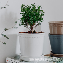 中温花盆绿植莫兰迪室内热带植物尤加利植物园林红陶盆北欧厂家