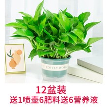 �G�}�����҃�ֲ���·�����������ȩ�����՚�ˮ��Gֲ�����L�پG�}