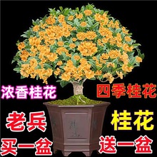 桂花树苗四季桂盆栽可食用开花不断室内阳台庭院浓香型花卉植物