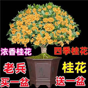 �𻨘����ļ������Կ�ʳ���_�������҃��̨ͥԺ�����ͻ���ֲ��
