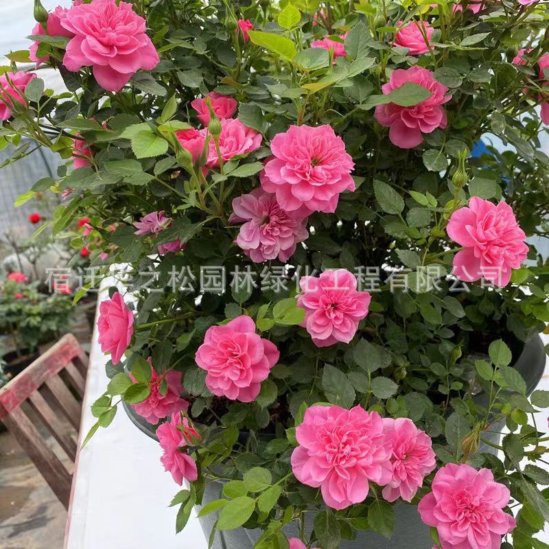 5203953c36c09abf9f29012e9cc06d